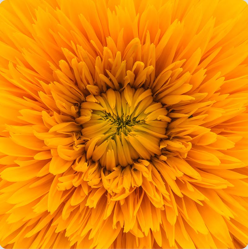 Close-up photo of a dandelion flower