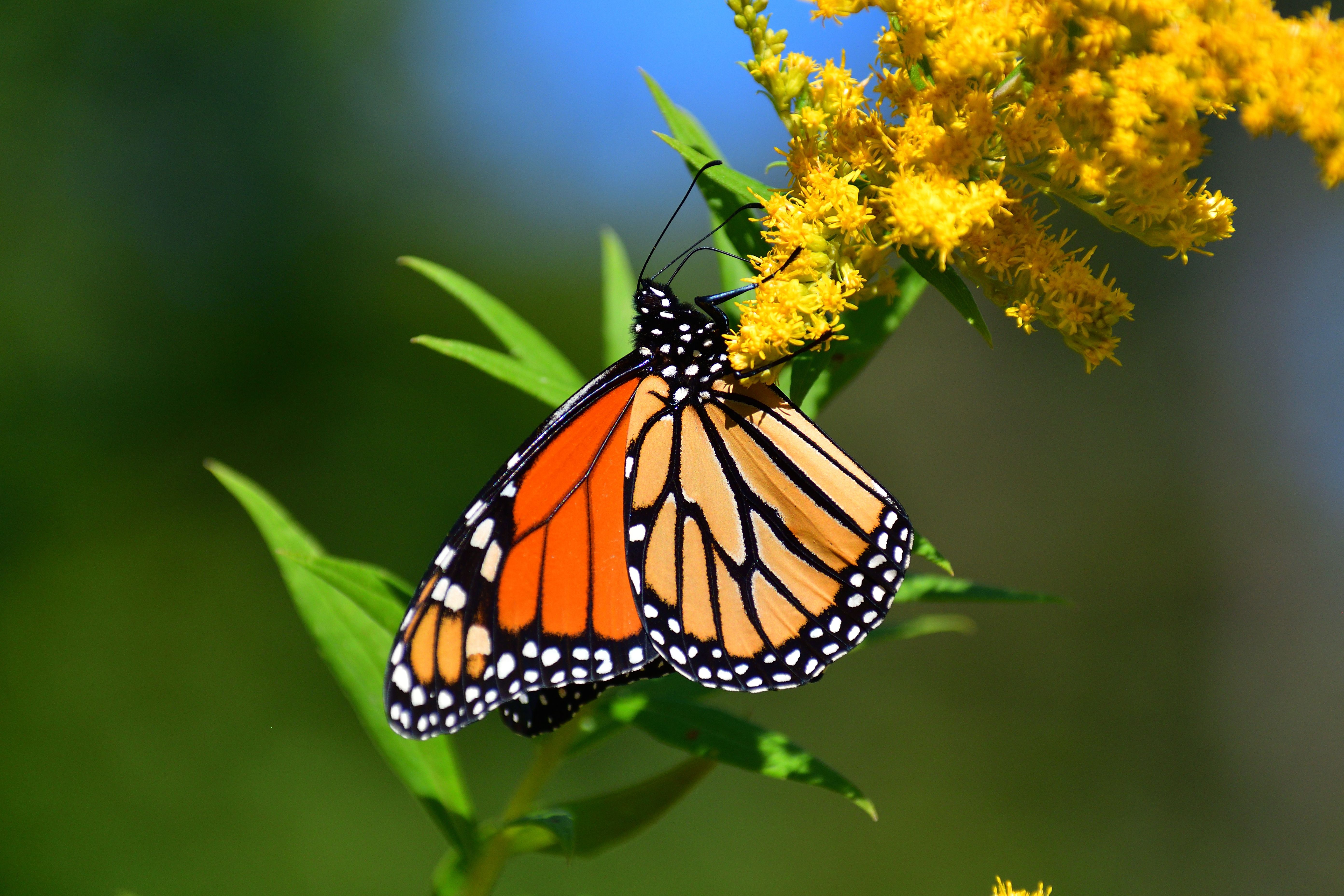 Monarch butterfly on yellow flower