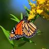 Monarch butterfly on yellow flower