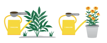 Illustration of applying WonderFert garden fertilizer with a watering can