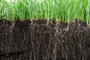 green grass growing with roots showing below the surface of the soil