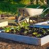 A wheelbarrow and a young garden bed