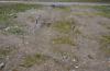 Severe soil compaction in lawn