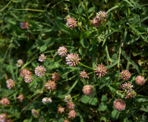 strawberry clover in a lawn