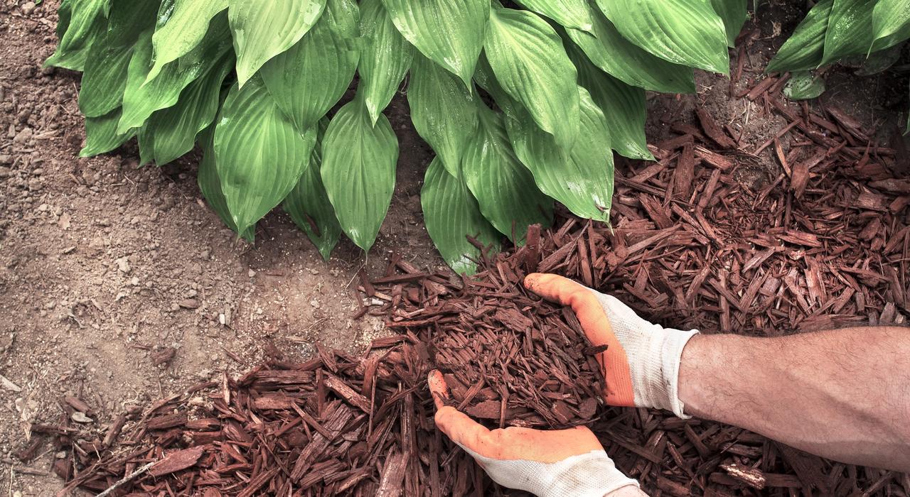 Mulching plants in a garden bed