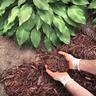 Mulching plants in a garden bed
