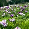 Flower bulbs being planted