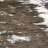 Snow mold on lawn