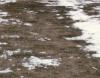 Snow mold on lawn