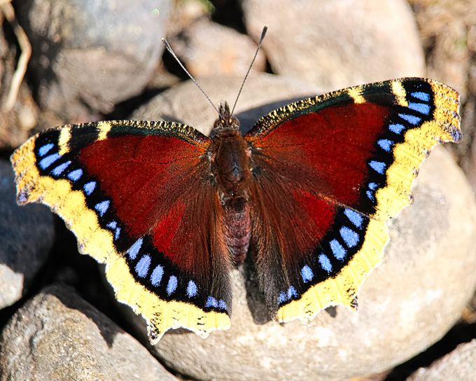Help Pollinators Overwinter | Sunday Lawn Care