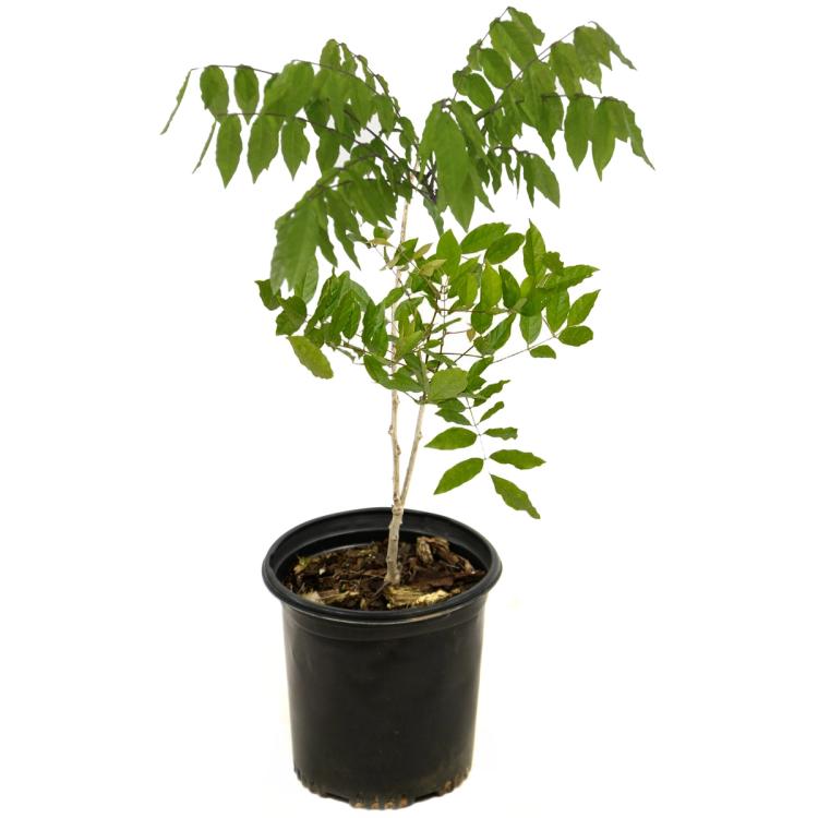 Blue Wisteria Trade Gallon Pot