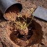 Person planting a small perennial shrub in the ground