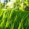 Fescue grass lawn