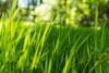 Fescue grass lawn