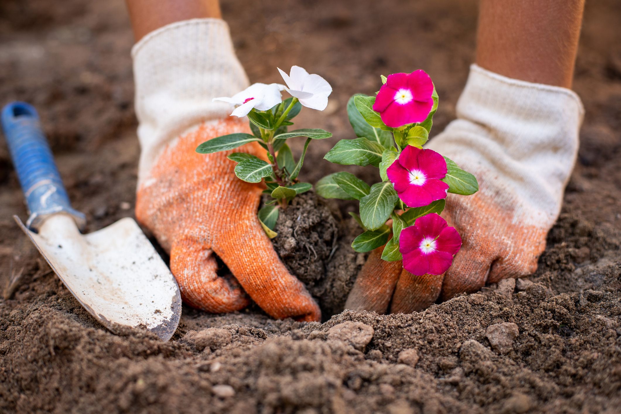 Close-up on person planting white and pink flowers in dirt. 