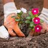 Close-up on person planting white and pink flowers in dirt.