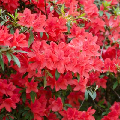 Fashion Azalea Closeup