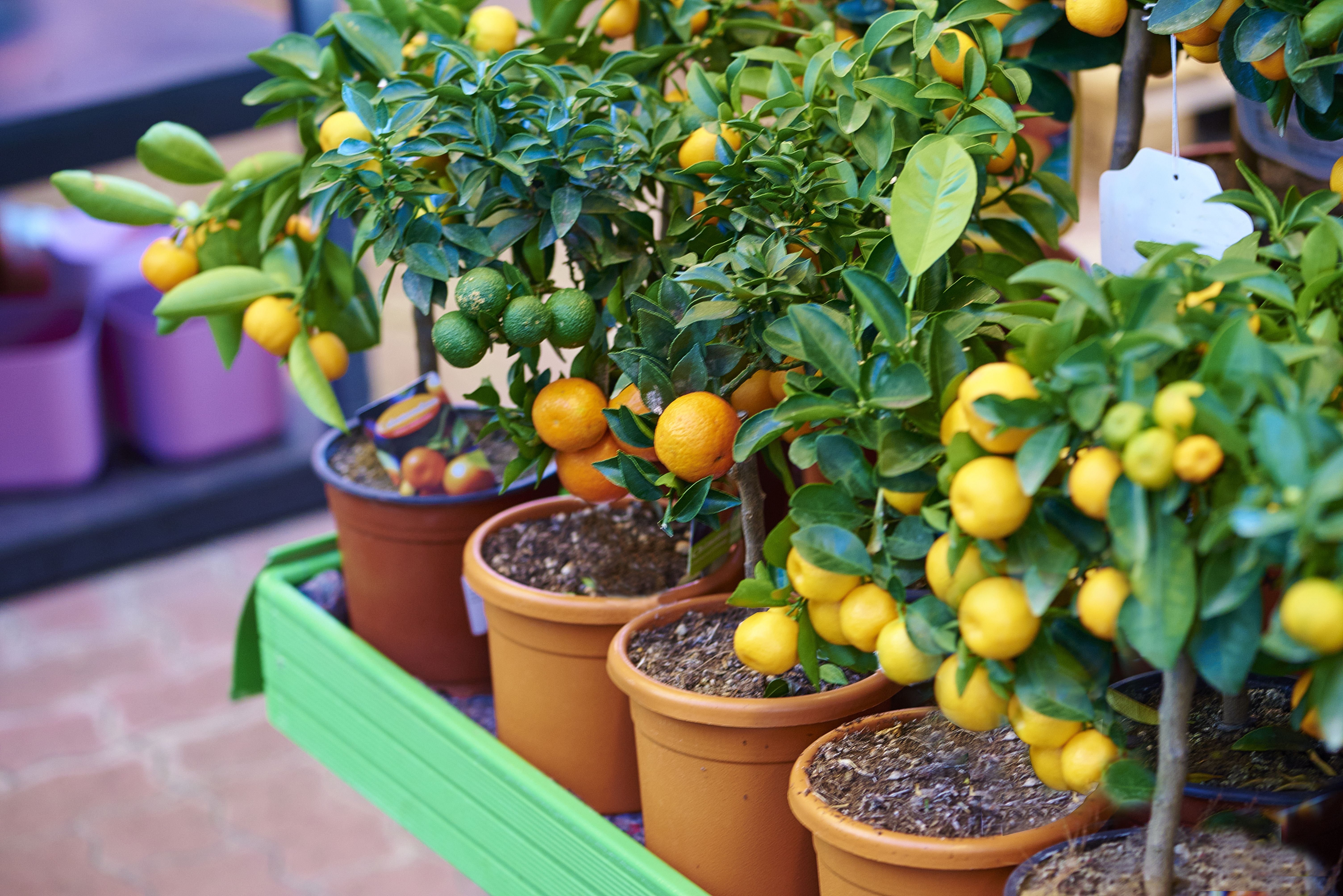 Lemons and limes growing in containers