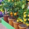 Lemons and limes growing in containers