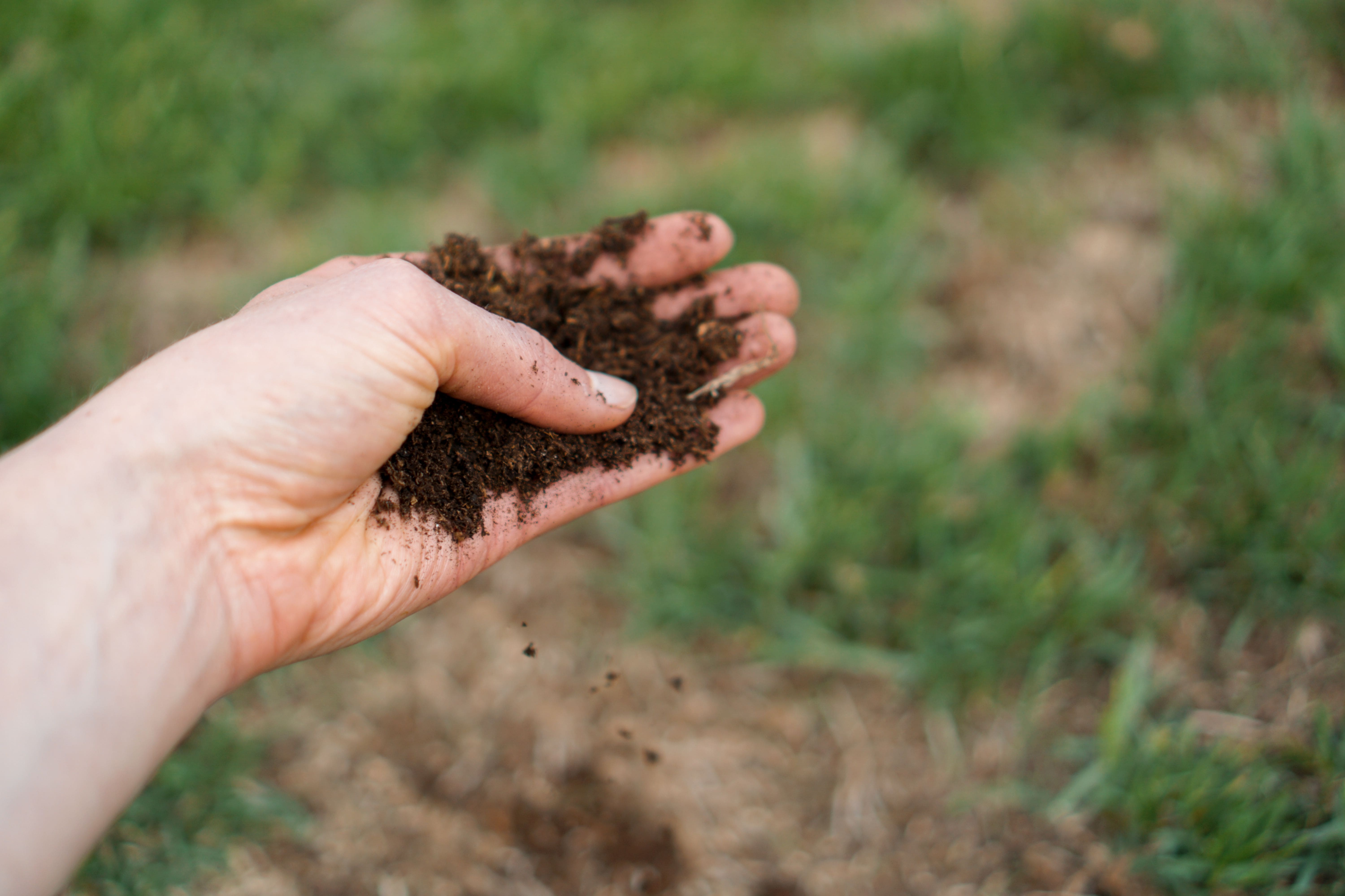 Hand holding dark, loamy soil to check its gritty texture over a patch of grass.