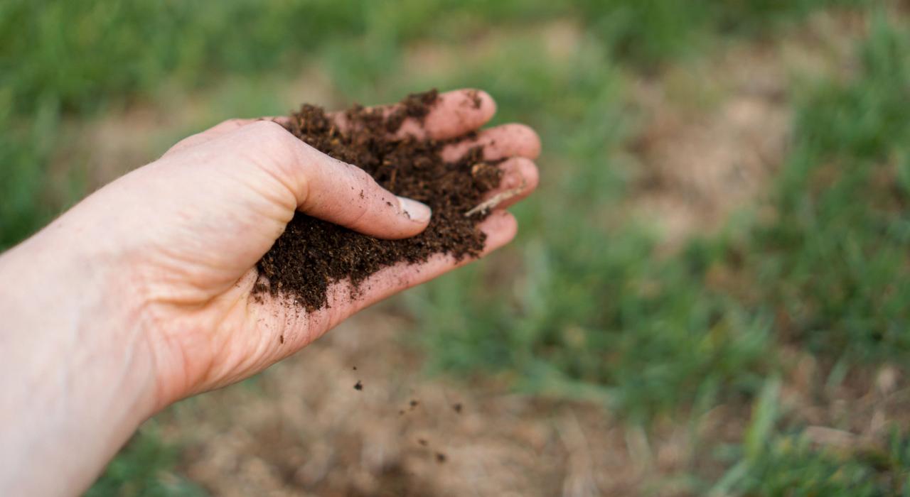 Hand holding dark, loamy soil to check its gritty texture over a patch of grass.