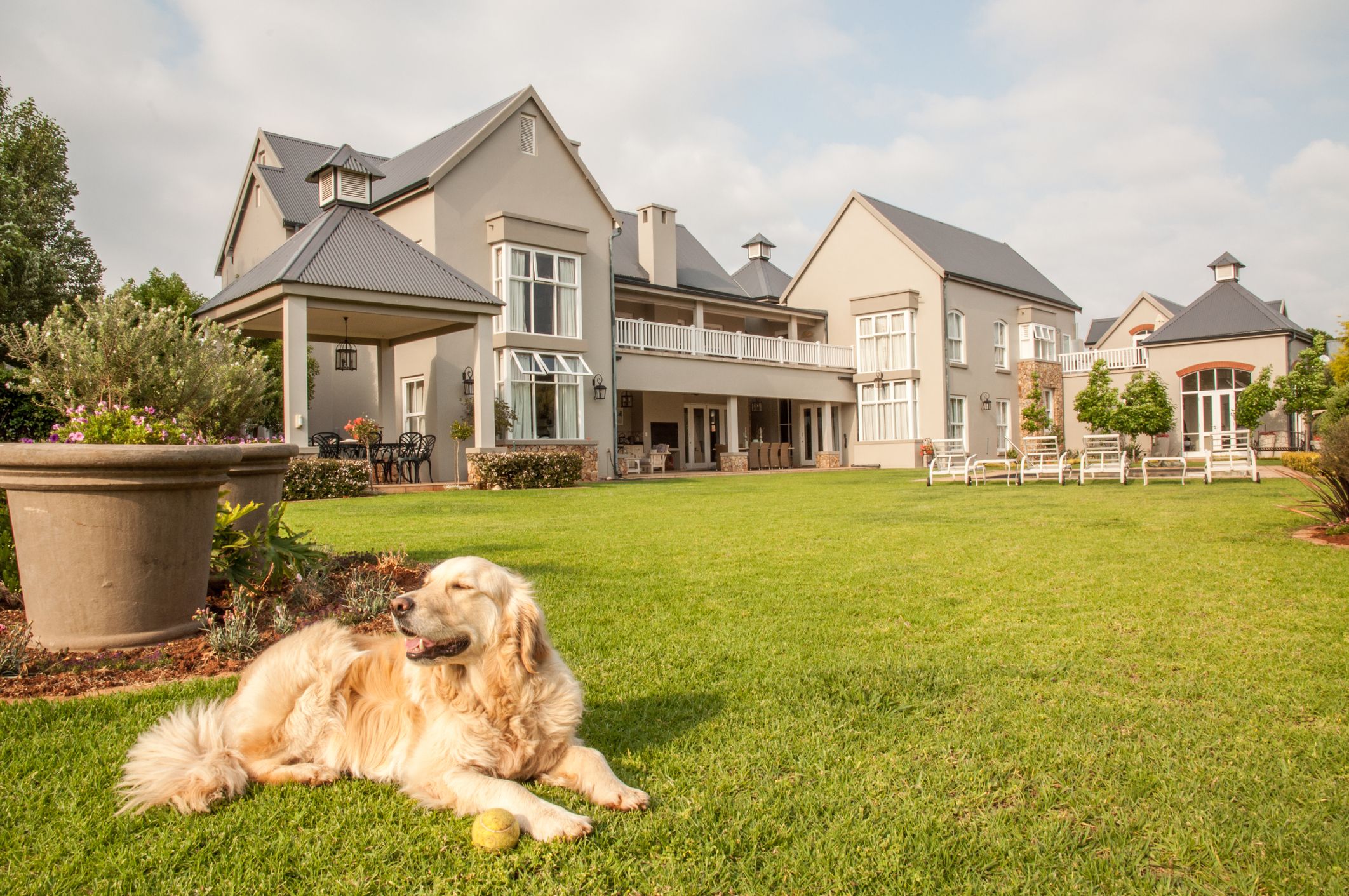 A golden retriever rests on a large lawn