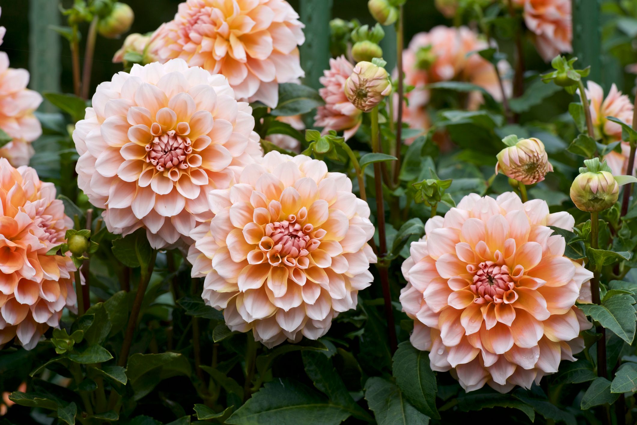 A picture of the beautiful orange dahlia.