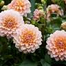 A picture of the beautiful orange dahlia.
