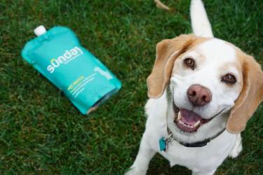 Dog next to Pet Patch in lawn