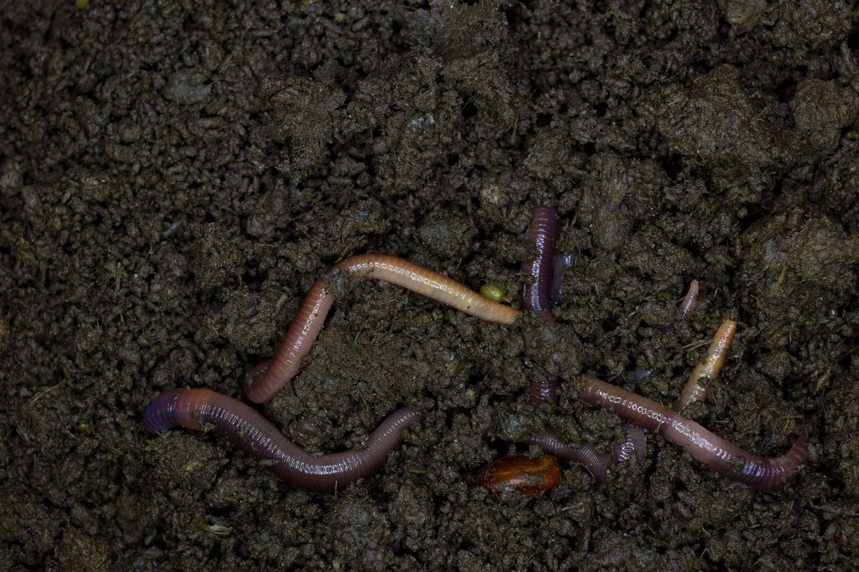 Worms in soil 