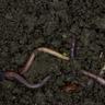 Worms in soil
