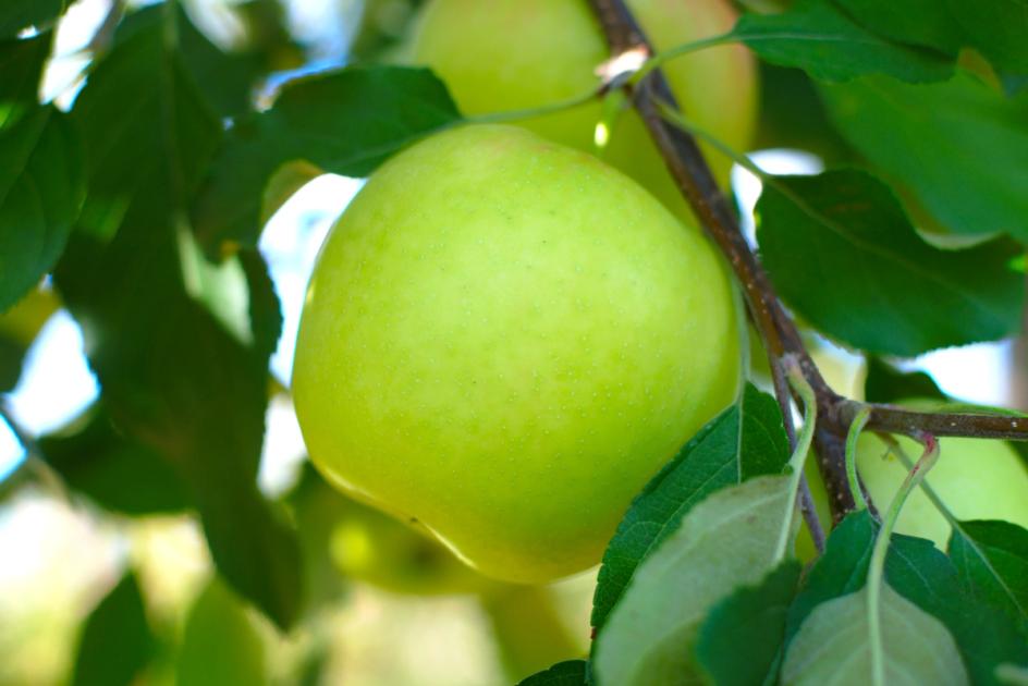 Granny Smith Apple Tree