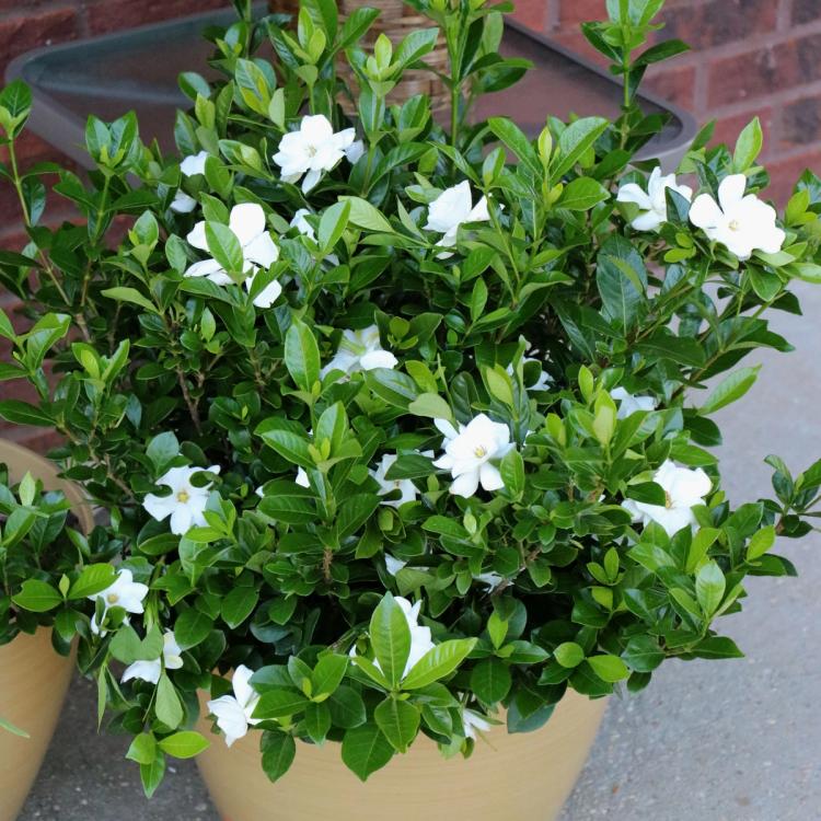 Radicans Gardenia Patio Pot