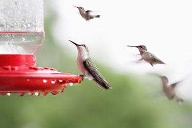 Hummingbirds approaching a feeder