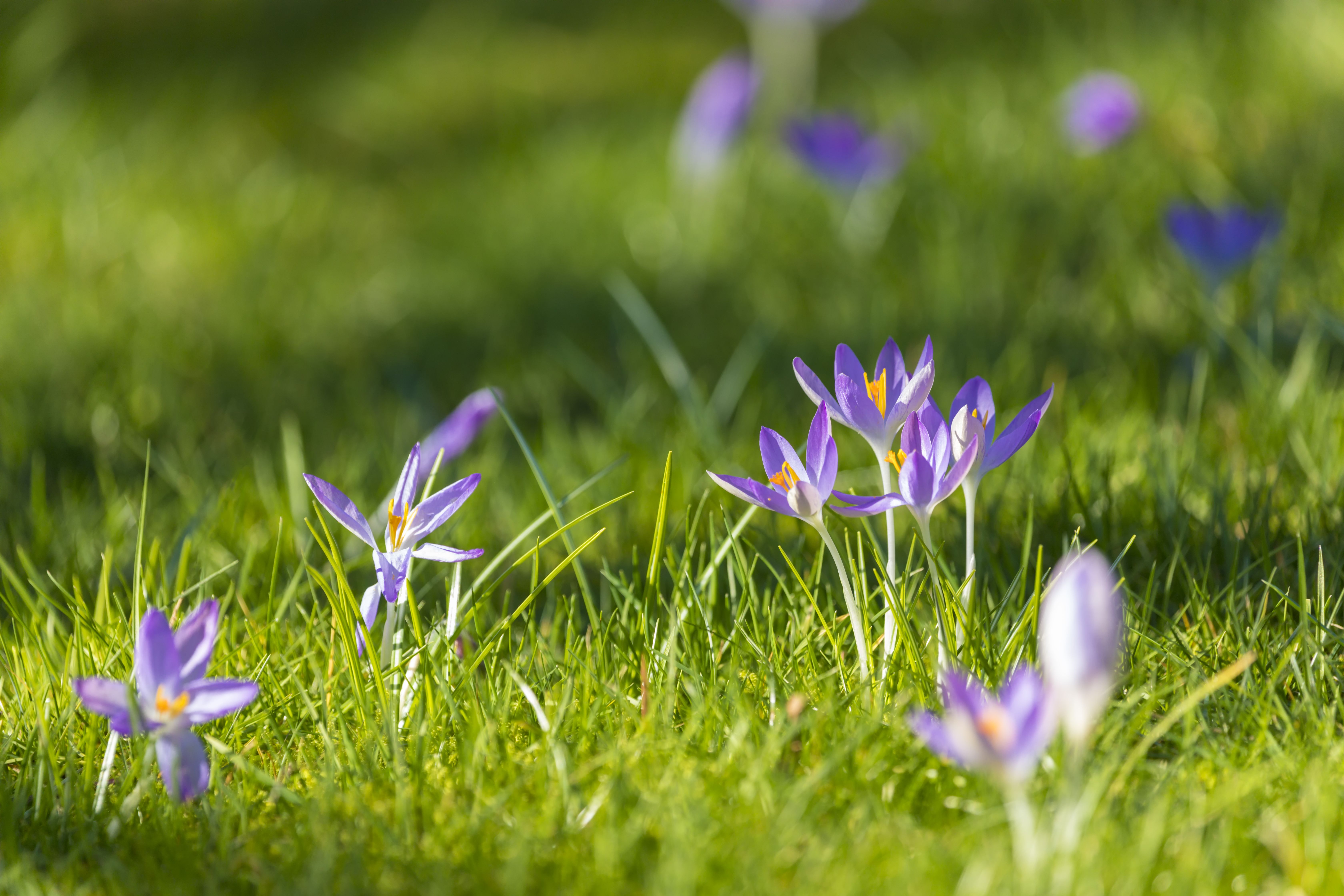 purple flowers in a lawn