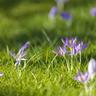 purple flowers in a lawn