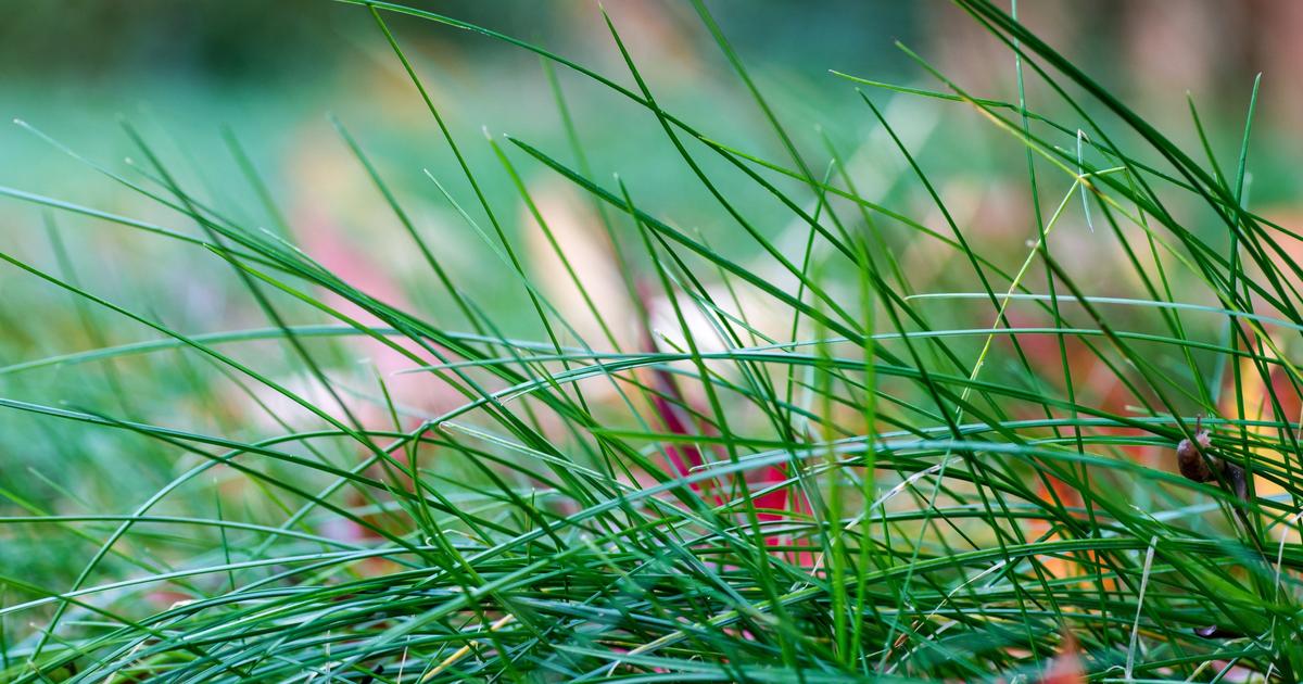Fine Fescue Grass Sunday Lawn Care
