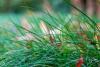 Fine fescue grass in home lawn