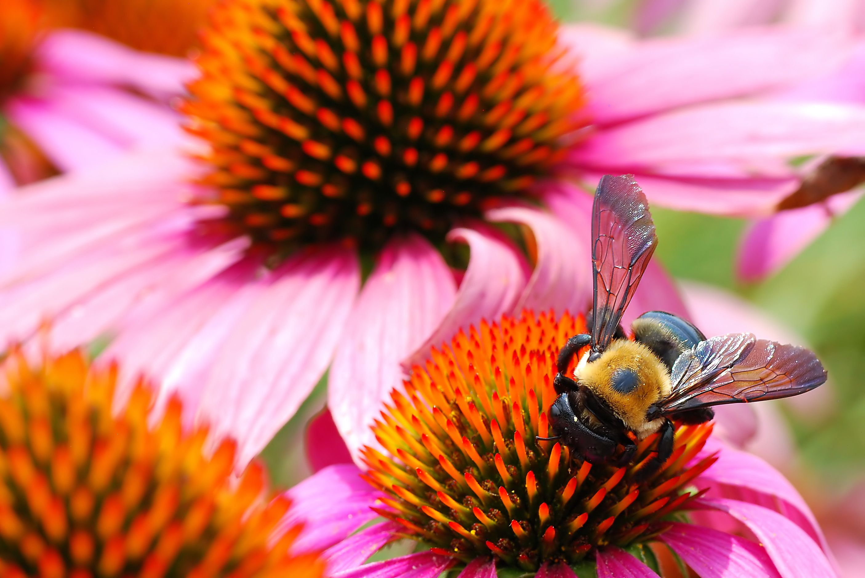 a bee pollinating a pink flower