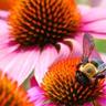 a bee pollinating a pink flower
