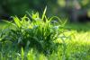 Crabgrass in lawn