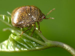 Detailed closeup of a Kudzu bug on a green leaf