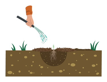 water plant after planting
