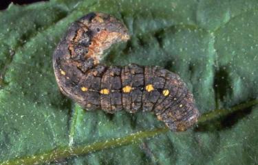 A cutworm on a leaf