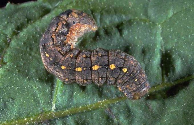 Turf Pest Control: How to Identify and Eliminate Lawn Pests | Sunday ...
