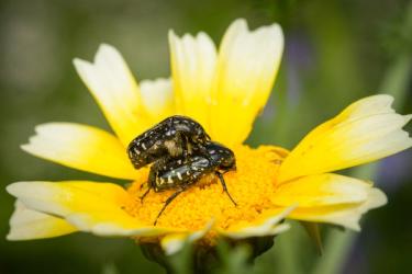 Two beetles pollinating a flower