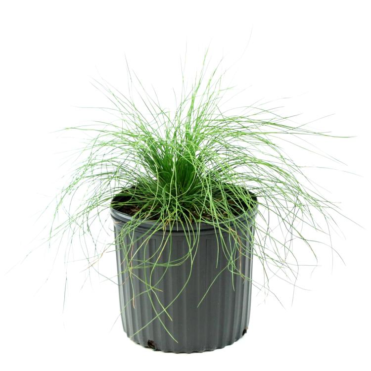 Longleaf Pine Tree in trade 3 gallon pot