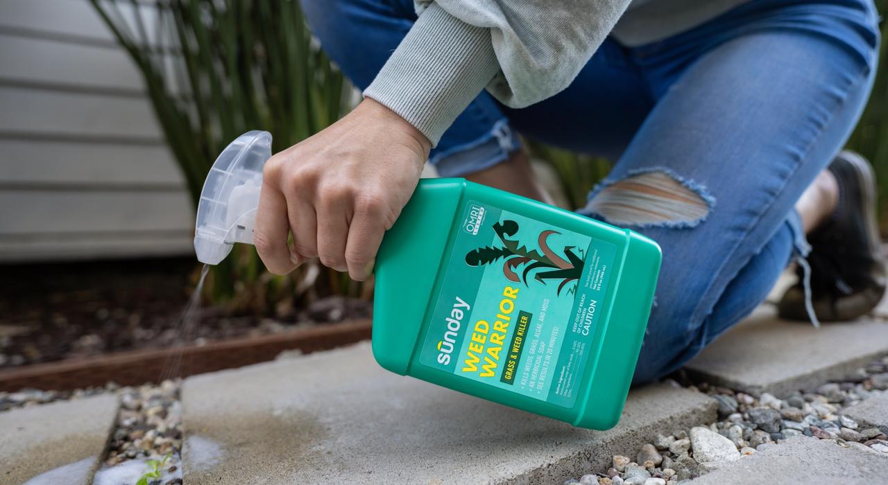 Sunday Weed Warrior application to weeds in hardscapes