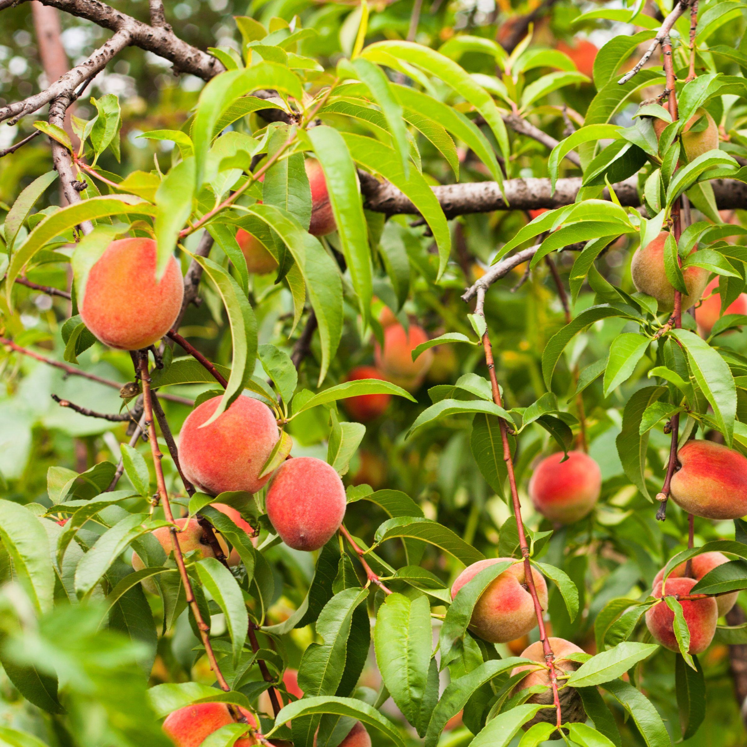 Red Haven Peach Tree