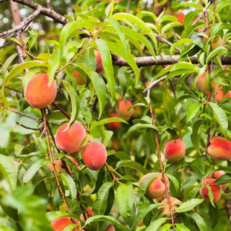 Red Haven Peach Tree